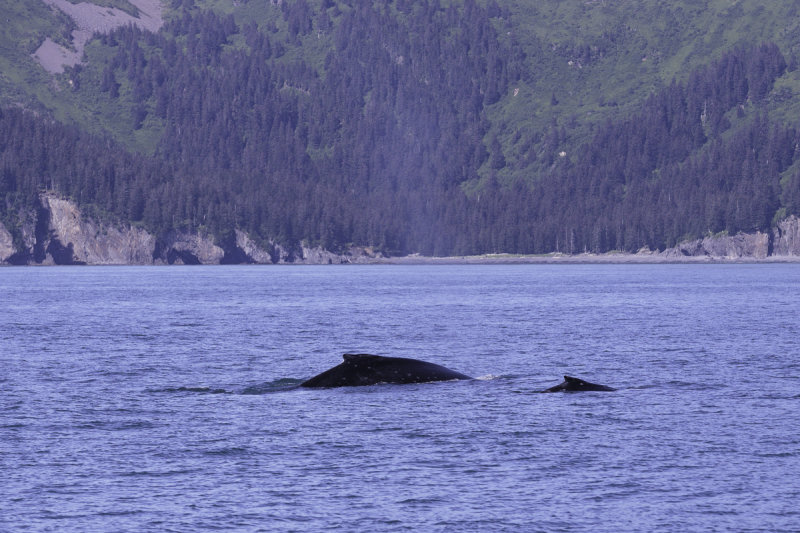 Humback Whales-0267.jpg