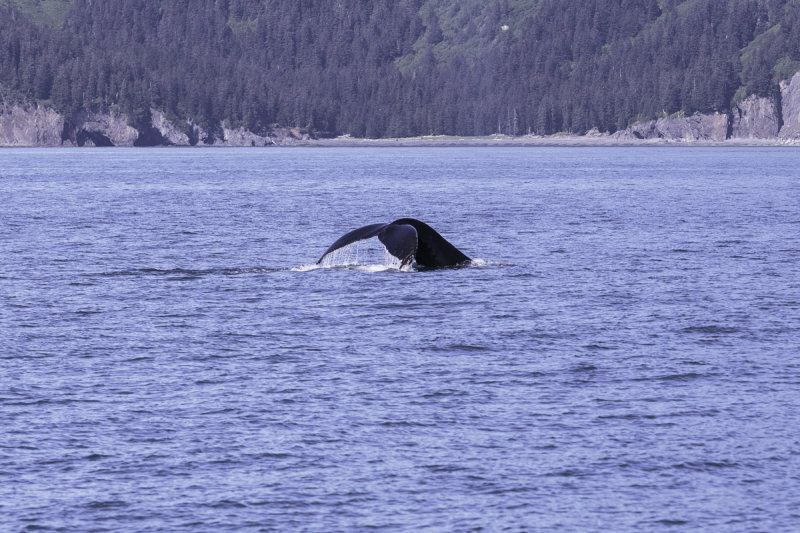 Humback Whales-0276.jpg