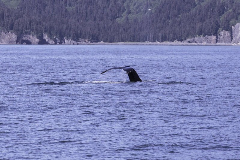 Humback Whales-0277.jpg