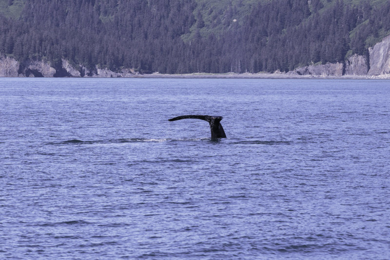Humback Whales-0278.jpg