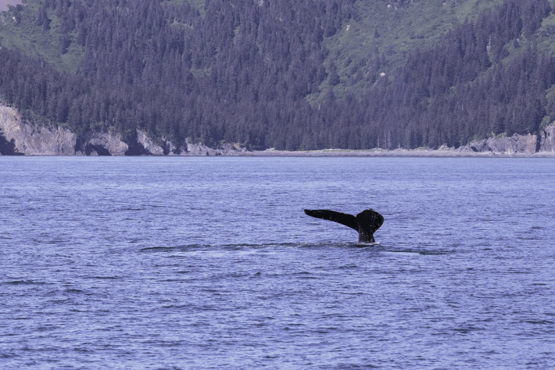 Humback Whales-0279.jpg