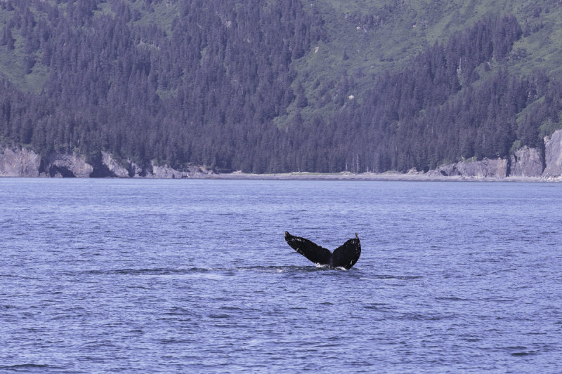Humback Whales-0280.jpg