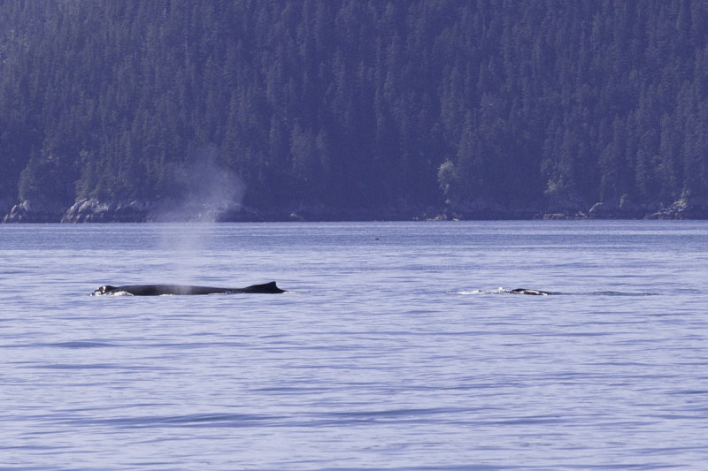 Humback Whales-0443.jpg