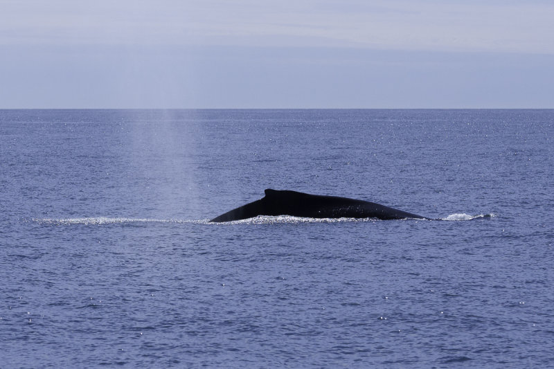 Humback Whales-0228.jpg