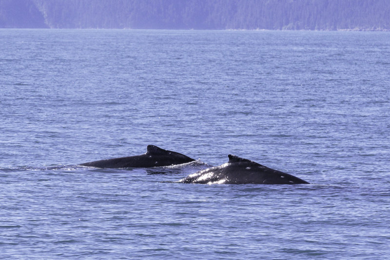 Humback Whales-0247.jpg