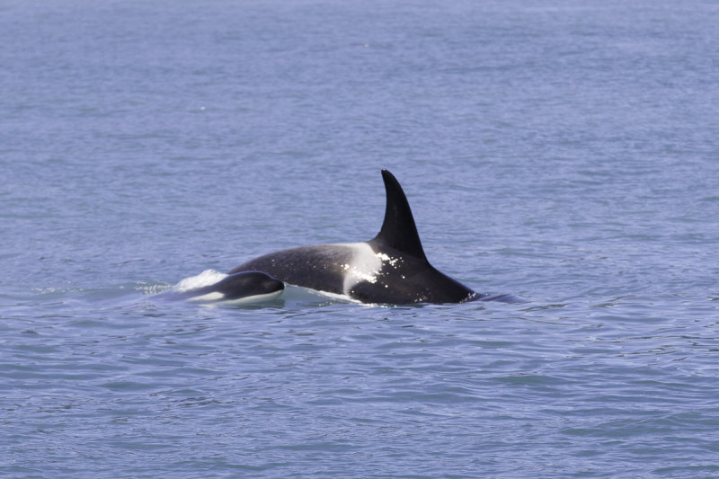 Orca -0391.jpg