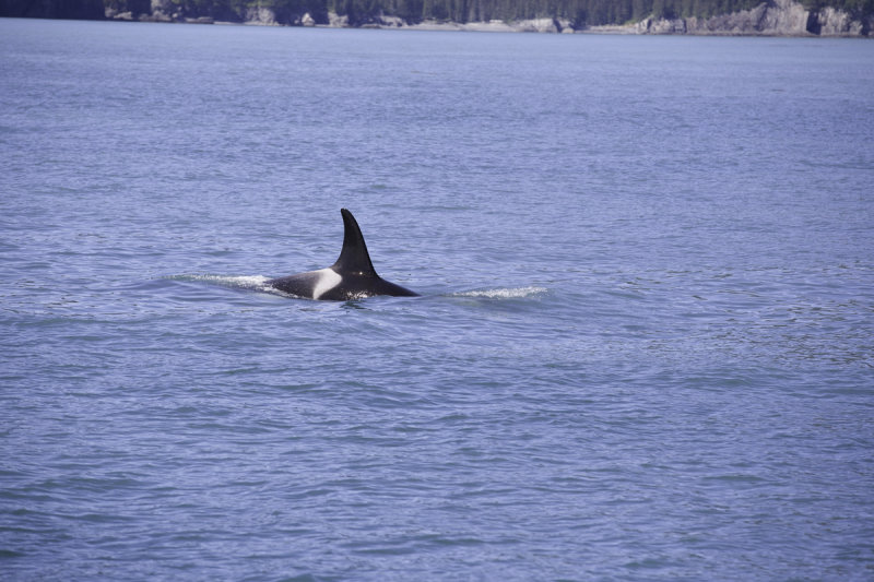 Orca -0396.jpg