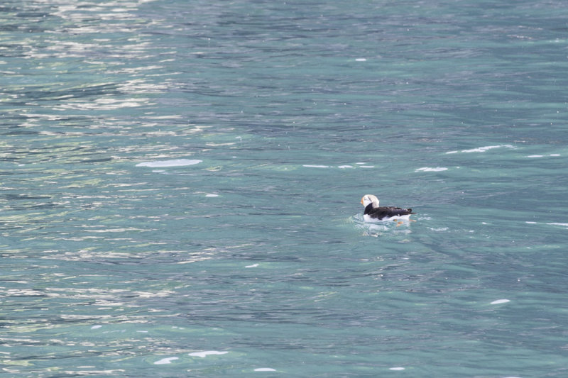 Dolphins Seals  Birds-0886.jpg