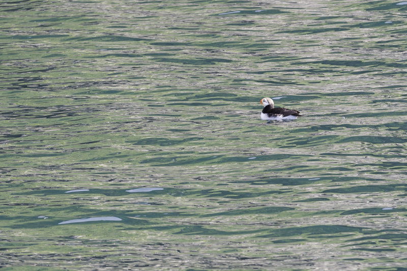Dolphins Seals  Birds-0883.jpg