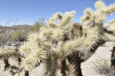 Organ Pipe__DSC1452.JPG