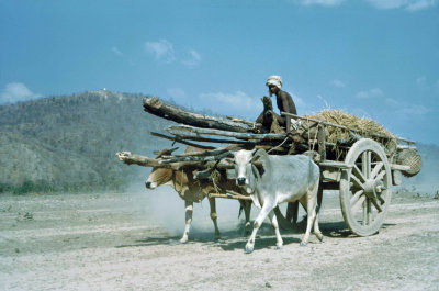 Oxcart at Kamala River Nepal