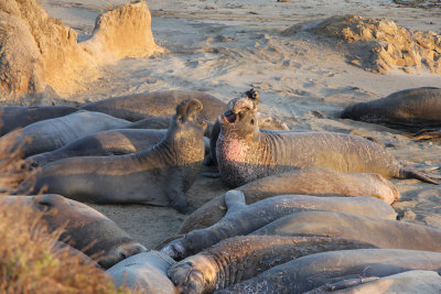 elephant seals at the Piedras Blancas beach