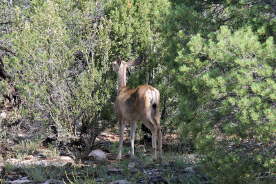 a deer near the Grand Canyon Village (1)