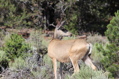 a deer near the Grand Canyon Village (2)