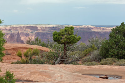 Canyonlands N.P. (6) - near Grand View Point