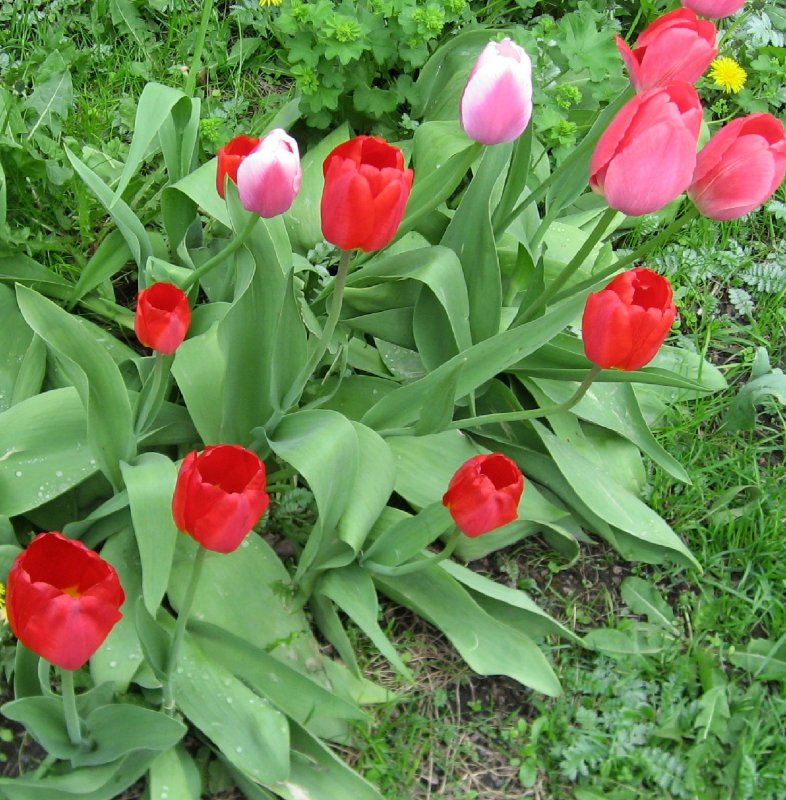 Tulips Belong To The Spring! 