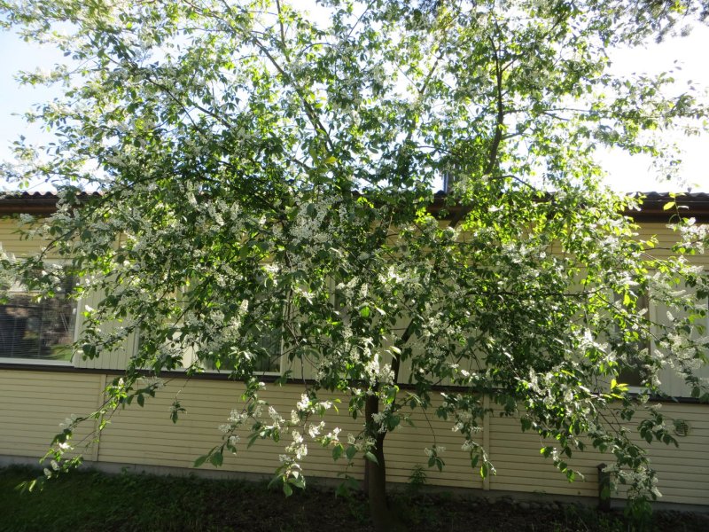 European Bird Cherry