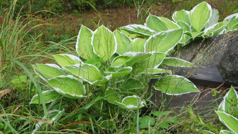 Hosta Still Life