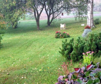 Dog and Fog..