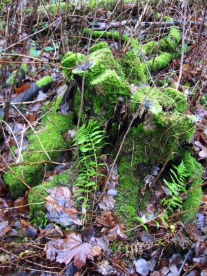 Moss on a Stump