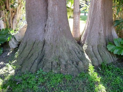  Toes Of Giants