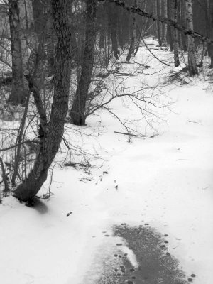 Narrow River In Winter