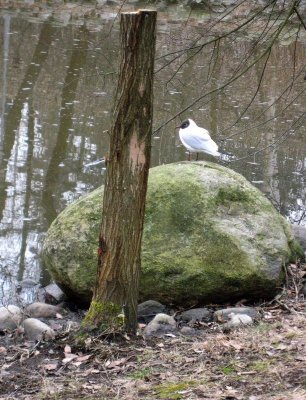 Black-headed Gull Revisited