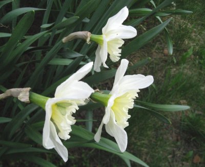 Narcissi And A Green Visitor..:)
