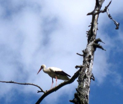 White Stork