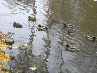 Ducks 3 (3)