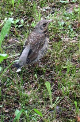 Fieldfare - Turdus pilaris