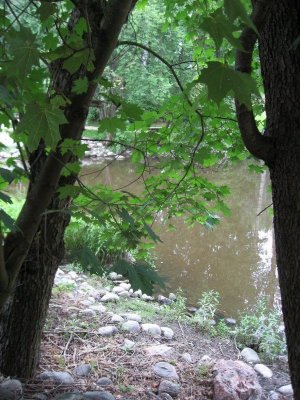 Behind The Leaves