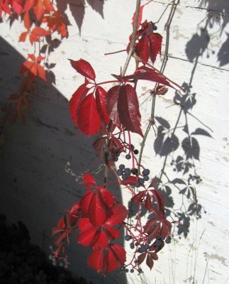 Virginia Creeper