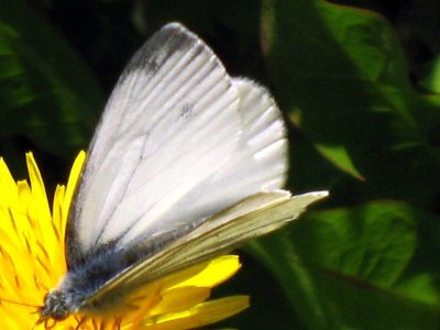 First Spring Butterfly