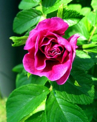 Rugosa Rose; Japanese Rose; Rosa Rugosa
