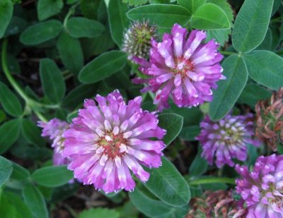 Red Clover : Trifolium pratense