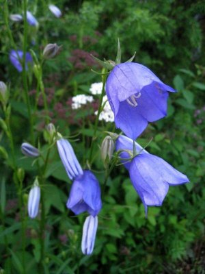 Campanula Persicifolia