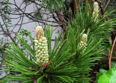 Shoots Of Pine..