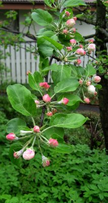 Apple Blossoms