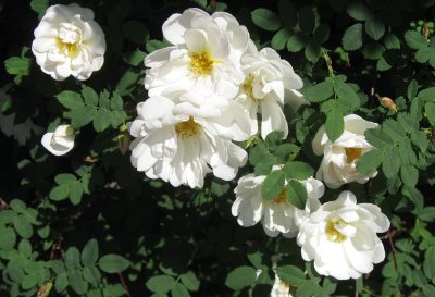 Rosa Pimpinellifolia Plena
