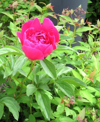 The First Blooming Peony