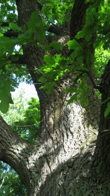 Old Oak Tree, Detail