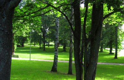 Oaks and Birches in the Park