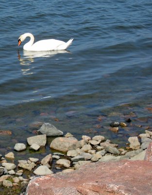 A Lone Swan