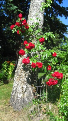 Climbing Roses 