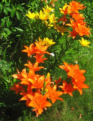 Lilium Bulbiferum / Fire Lily / Orange Lily / Tiger Lily