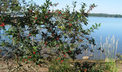 Red Berries - unidentified