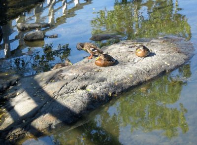 Four Ducks in the Sunshine