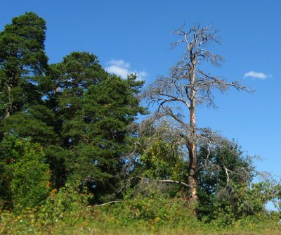 Dead Standing Tree