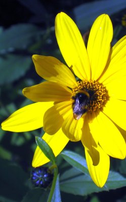 A Bee Visiting the Goldball